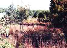 Plate 8. Bracken-Grassland in early September, after first frost